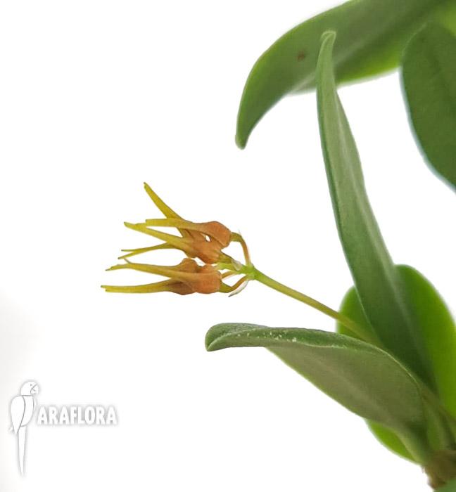 Bulbophyllum taiwanense L3