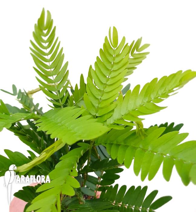 Cojoba arborea &lsquo;Tamarin&rsquo;3