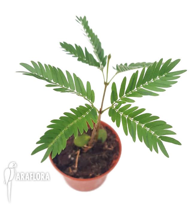 Cojoba arborea &lsquo;Tamarin&rsquo;4