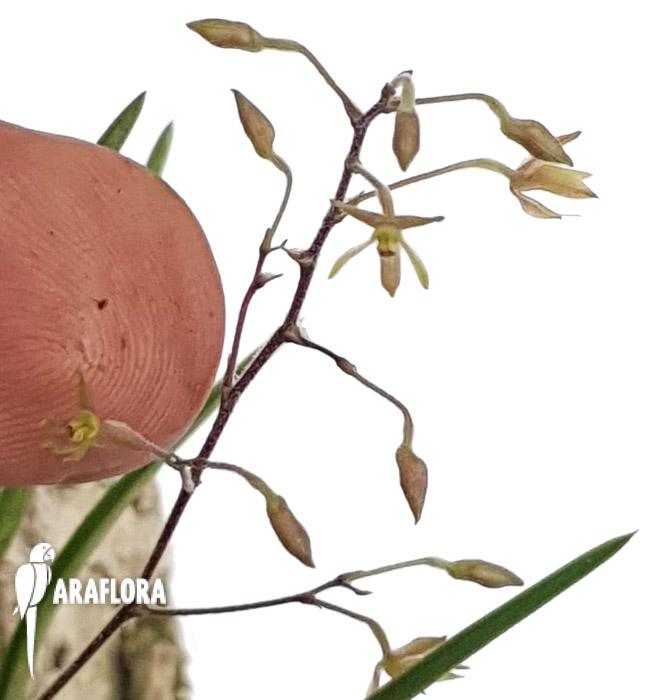 Encyclia gramatoglossa3