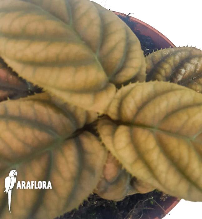 Labisia sp &lsquo;Vietnam&rsquo;