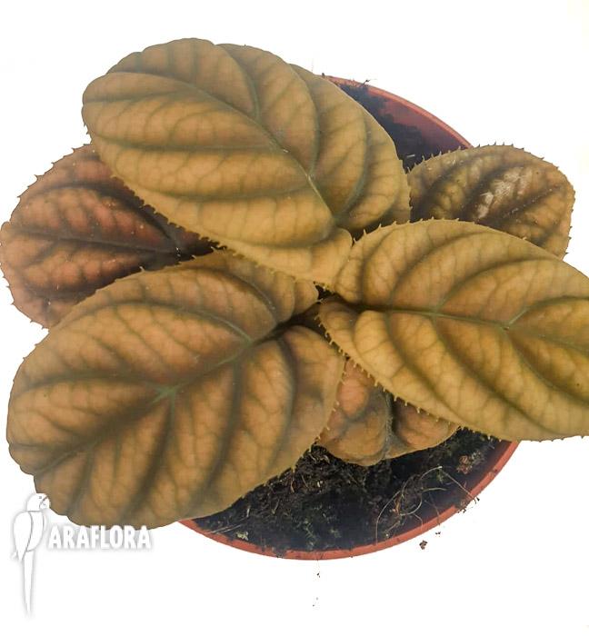 Labisia sp &lsquo;Vietnam&rsquo;