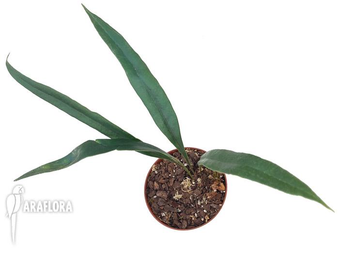 Microsorum thailandicum &lsquo;Giant&rsquo;