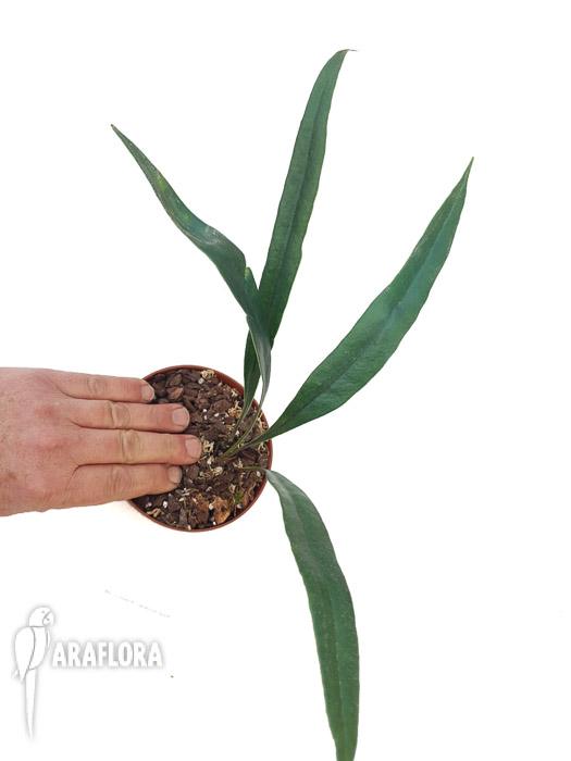 Microsorum thailandicum &lsquo;Giant&rsquo;2