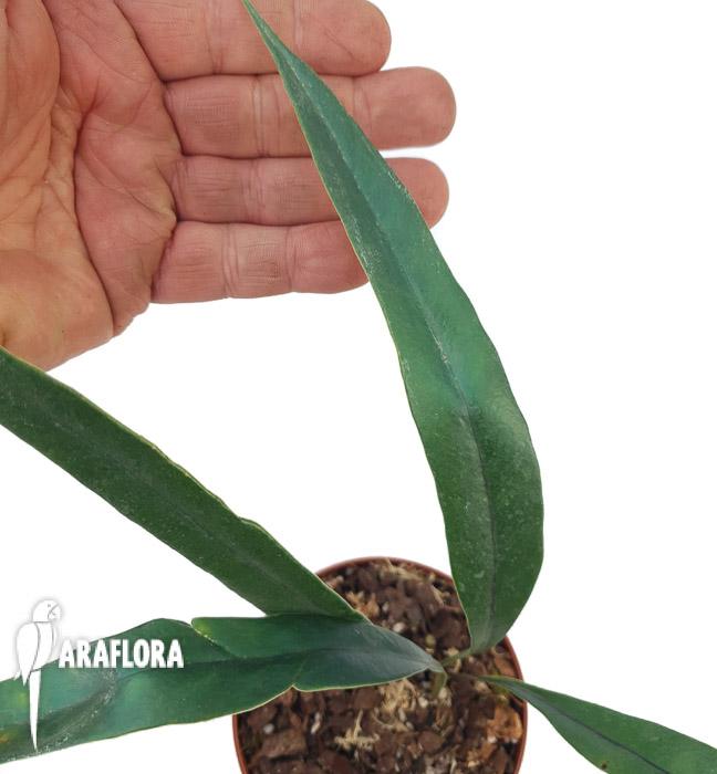 Microsorum thailandicum &lsquo;Giant&rsquo;3