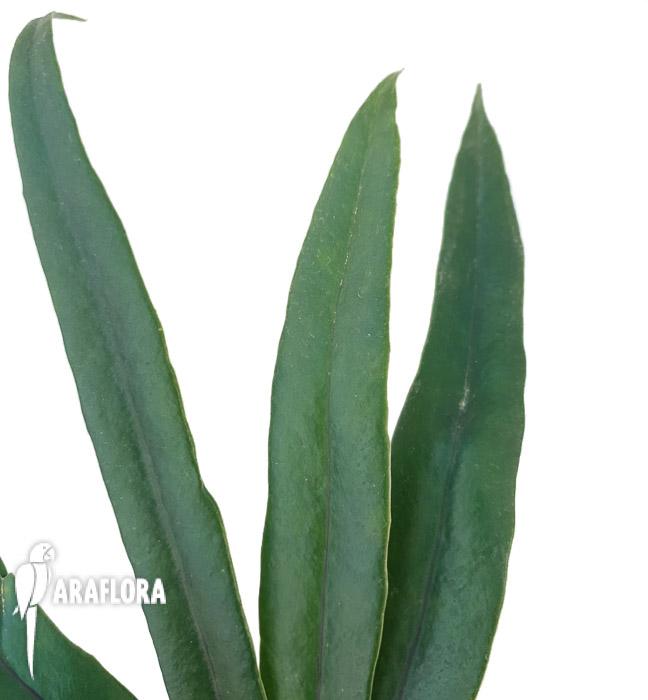 Microsorum thailandicum &lsquo;Giant&rsquo;4