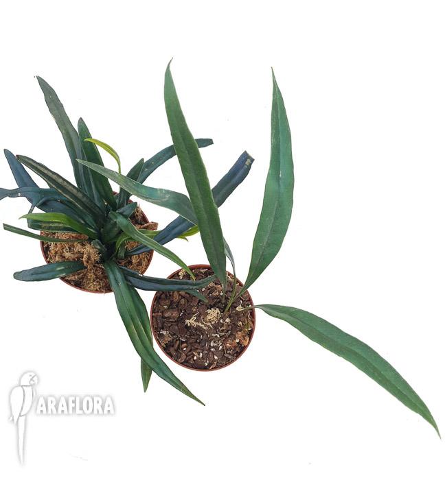 Microsorum thailandicum &lsquo;Giant&rsquo;6