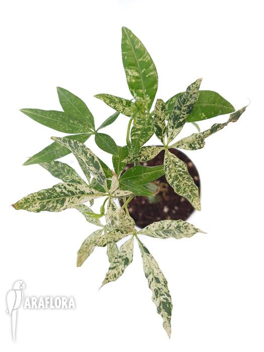 Pachira glabra &lsquo;Milky Way&rsquo;3