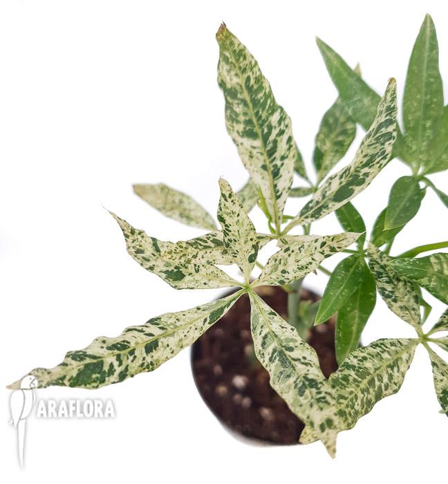 Pachira glabra &lsquo;Milky Way&rsquo;4