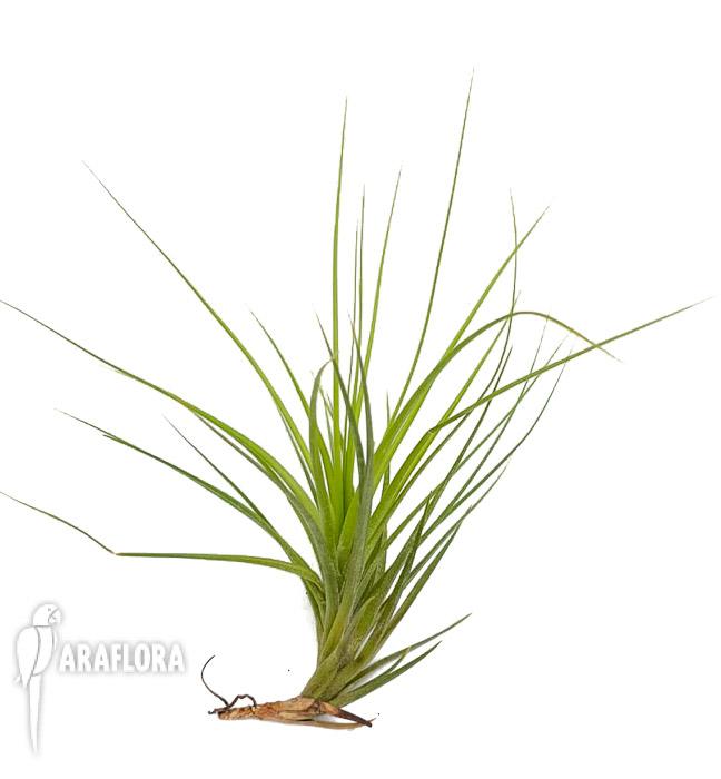 Tillandsia caulenscens5