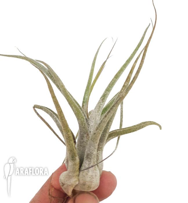 Tillandsia ehlersiana 3