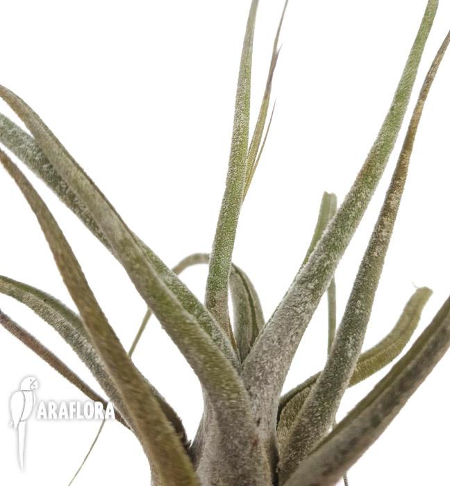 Tillandsia ehlersiana 4