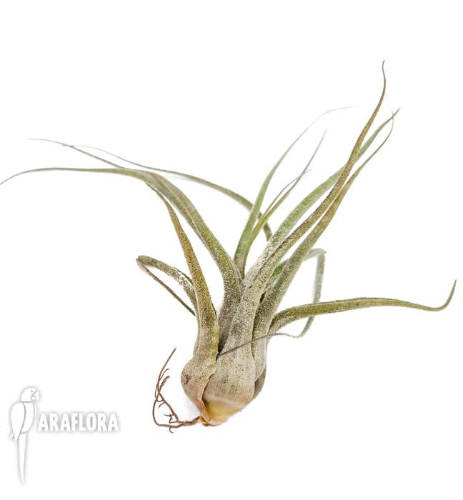 Tillandsia ehlersiana 5