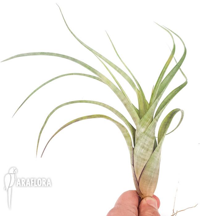 Tillandsia flexuosa ex. Suriname &lsquo;L&rsquo;2