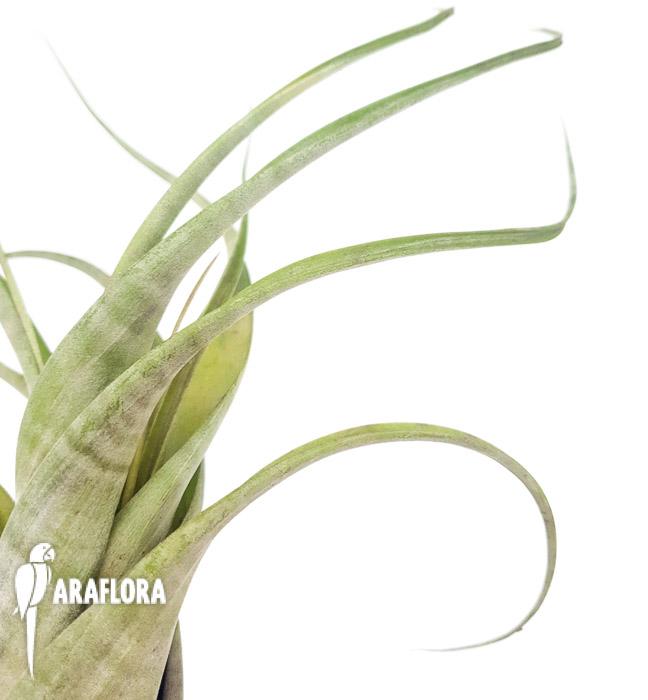 Tillandsia flexuosa ex. Suriname &lsquo;L&rsquo;4