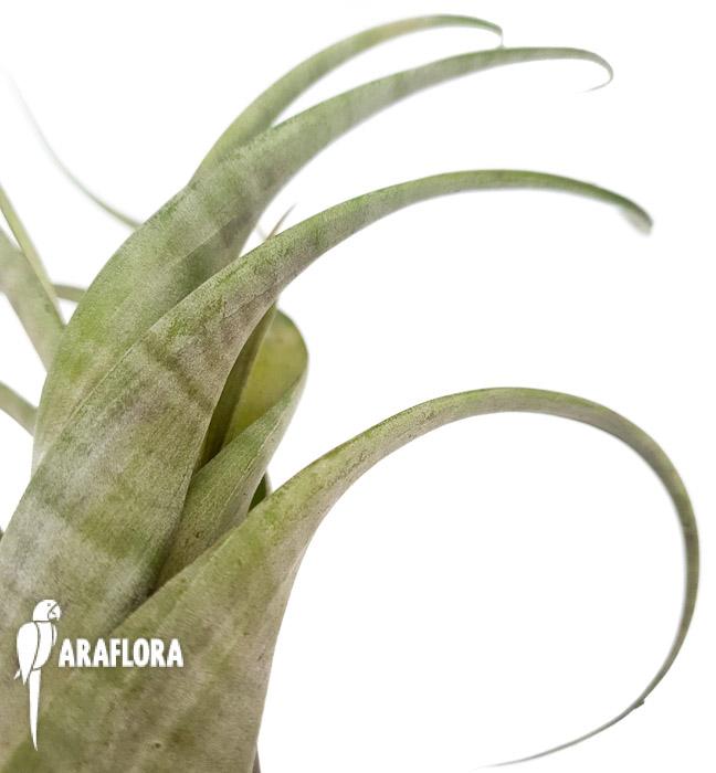 Tillandsia flexuosa ex. Suriname &lsquo;L5