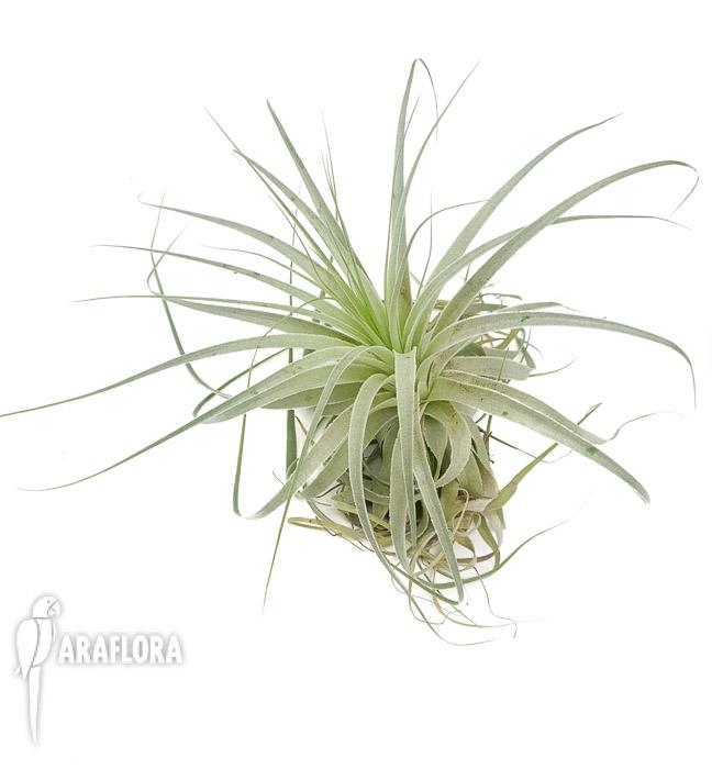 Tillandsia gardenerii &lsquo;XL&rsquo;3