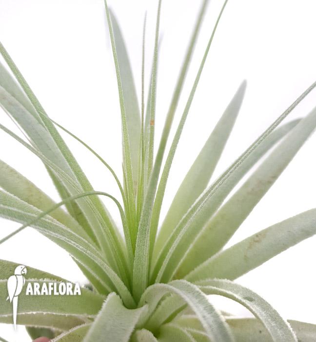 Tillandsia gardenerii &lsquo;XL&rsquo;4