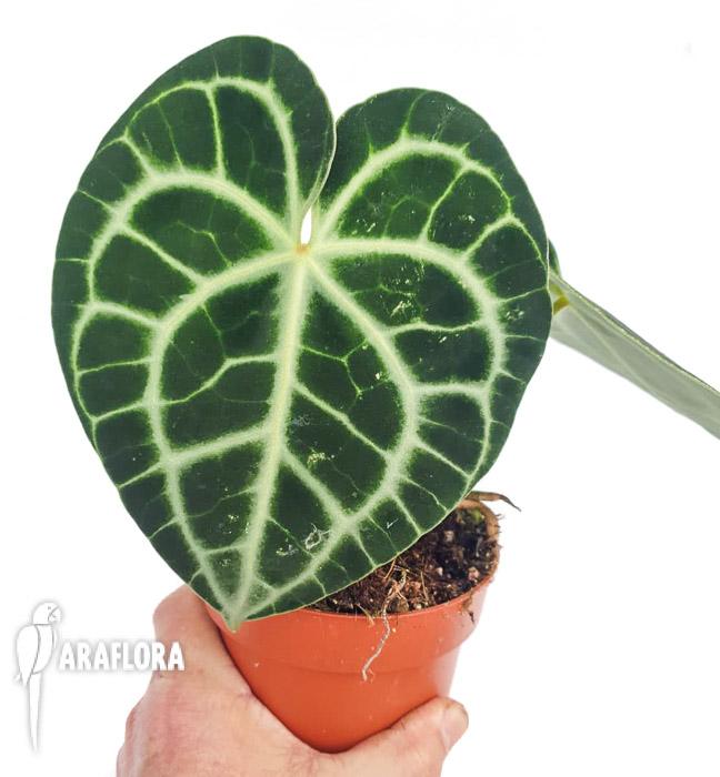 Anthurium clarinervium &lsquo;M&rsquo;