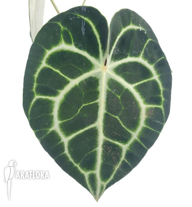 Anthurium clarinervium &lsquo;M&rsquo;