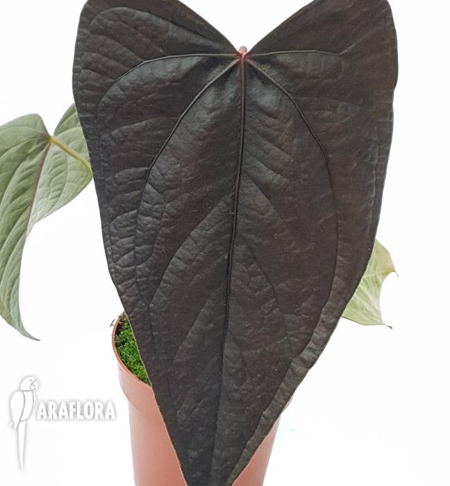 Anthurium &lsquo;new&rsquo;4