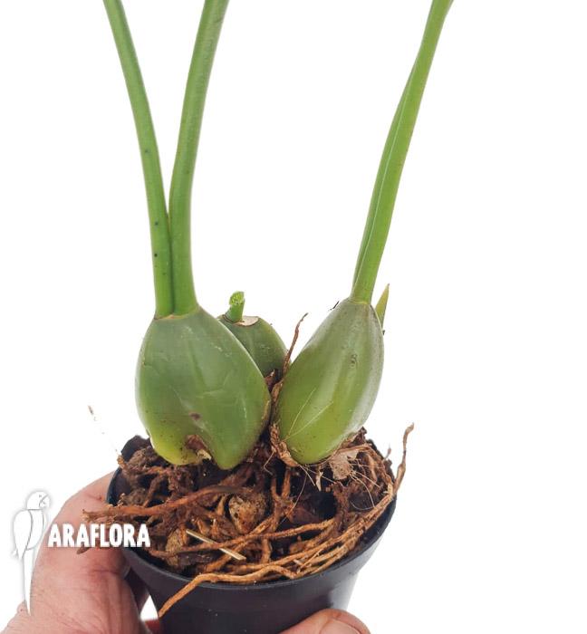 Coelogyne flaccida4