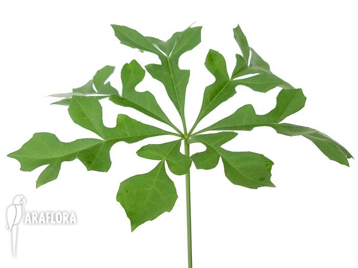 Cussonia spicata (cabbage tree)1