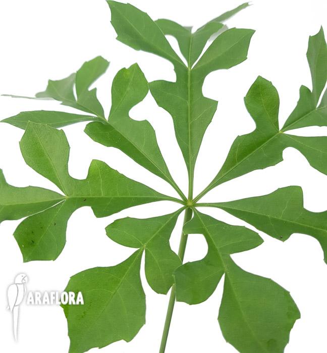 Cussonia spicata (cabbage tree)3