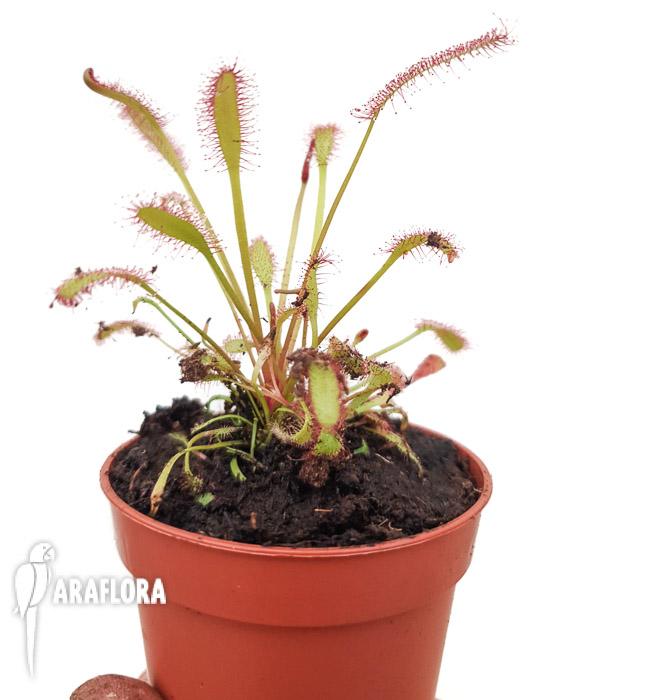 Drosera capensis Red &lsquo;Starter&rsquo;2