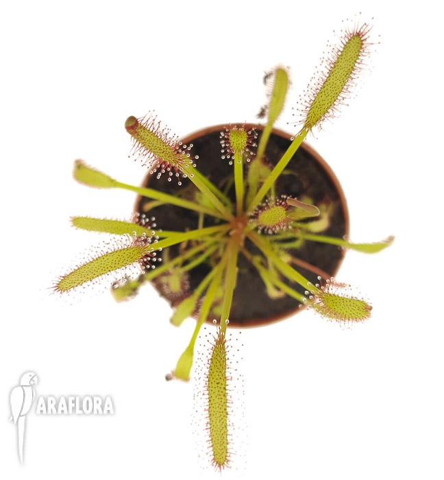 Drosera capensis Red &lsquo;Starter&rsquo;3