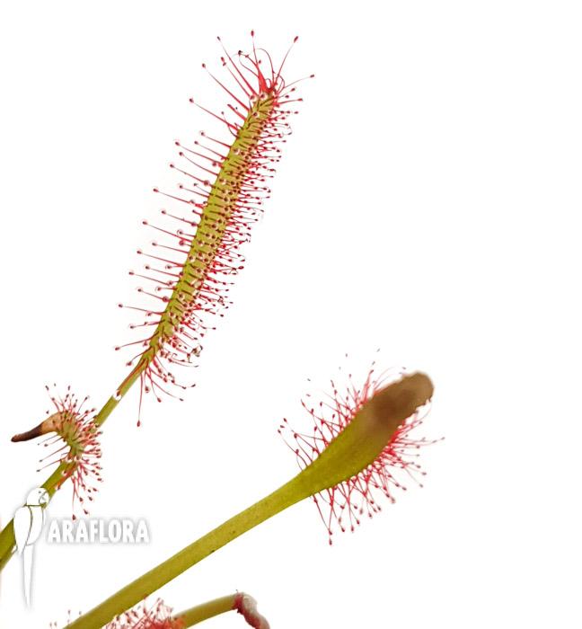 Drosera capensis Red &lsquo;Starter&rsquo;4