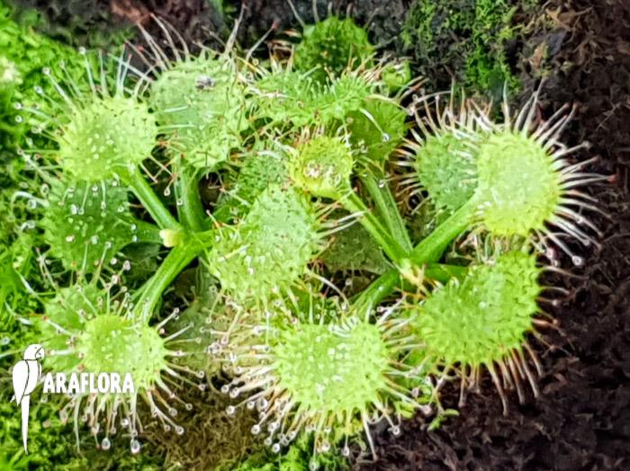 Drosera purpurascens