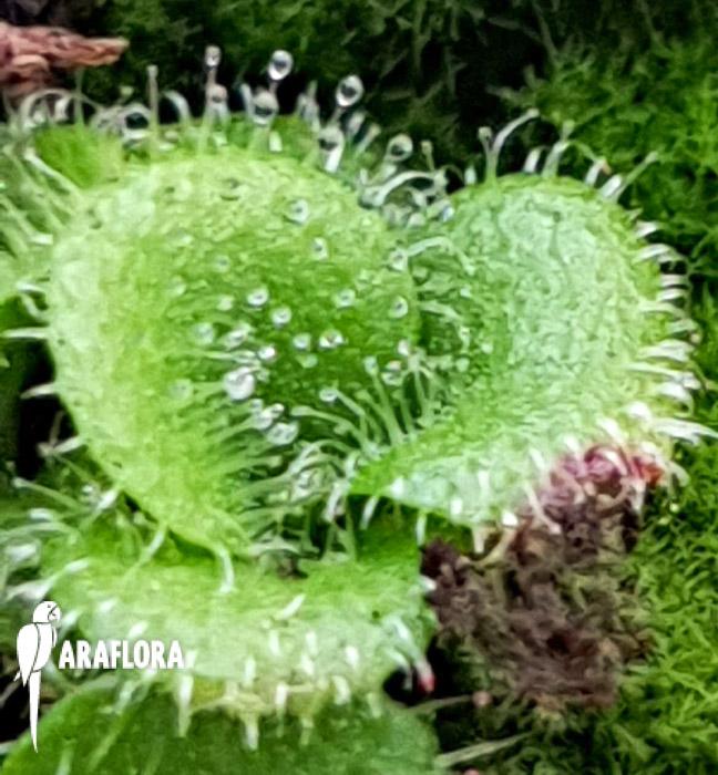 Drosera purpurascens4