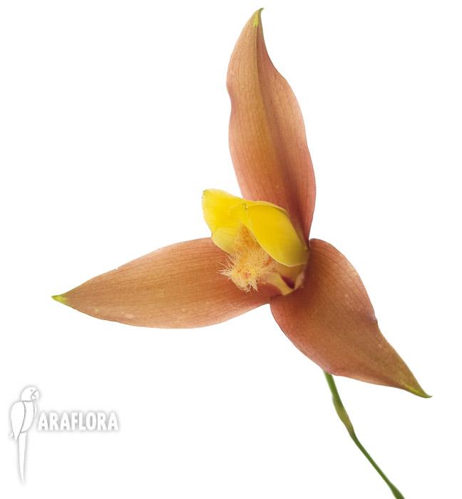 Lycaste lasioglossa3