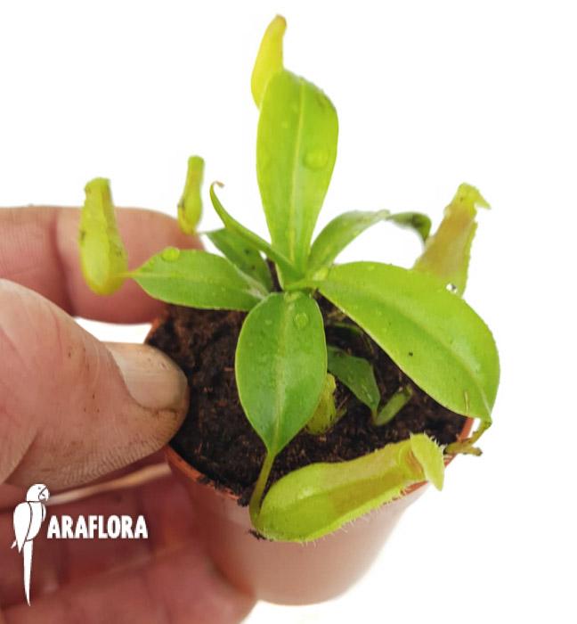 Nepenthes ventricosa &lsquo;Starter&rsquo;2