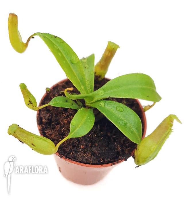 Nepenthes ventricosa &lsquo;Starter&rsquo;5
