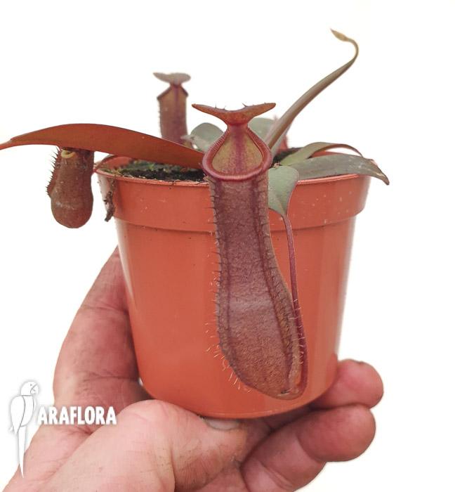 Nepenthes x &lsquo;Rebecca Soper&rsquo; &lsquo;M&rsquo;2