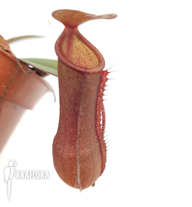 Nepenthes x &lsquo;Rebecca Soper&rsquo; &lsquo;M&rsquo;4