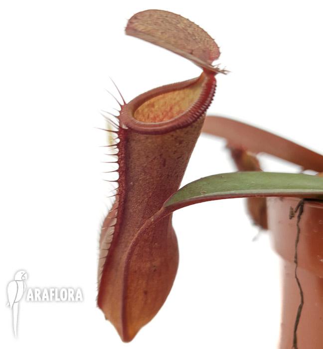 Nepenthes x &lsquo;Rebecca Soper&rsquo; &lsquo;M&rsquo;