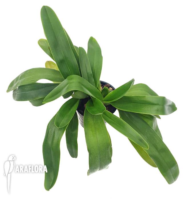 Paphiopedilum Pinocchio x rothschildianum3