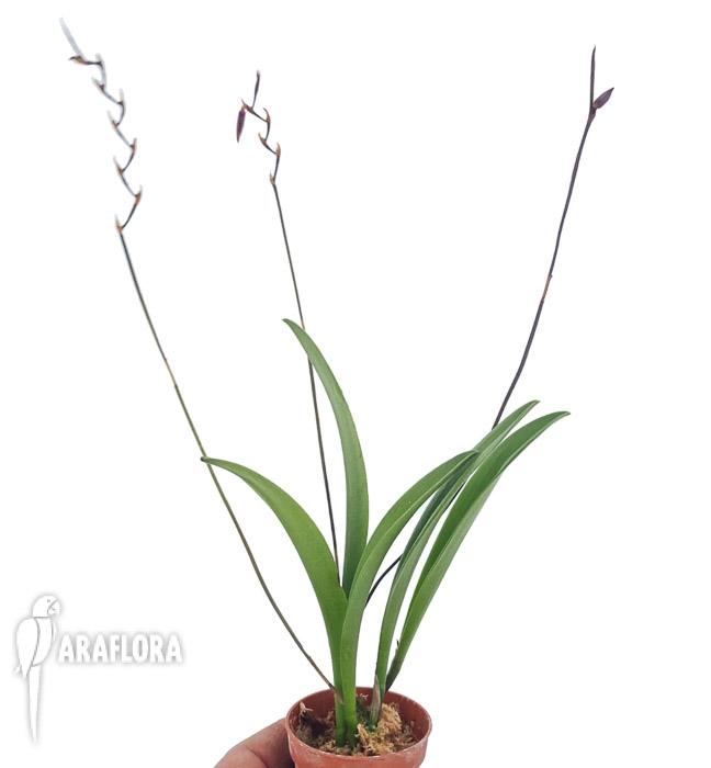 Pleurothallis anfracta