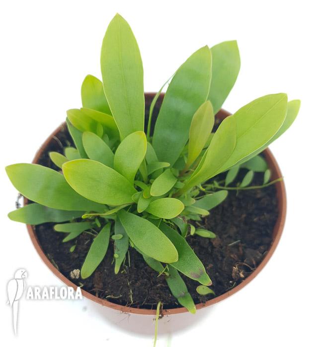 Utricularia longifolie &lsquo;Starter&rsquo;2