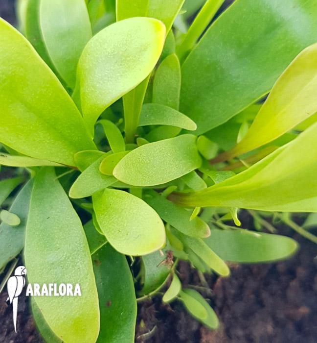 Utricularia longifolie &lsquo;Starter&rsquo;4