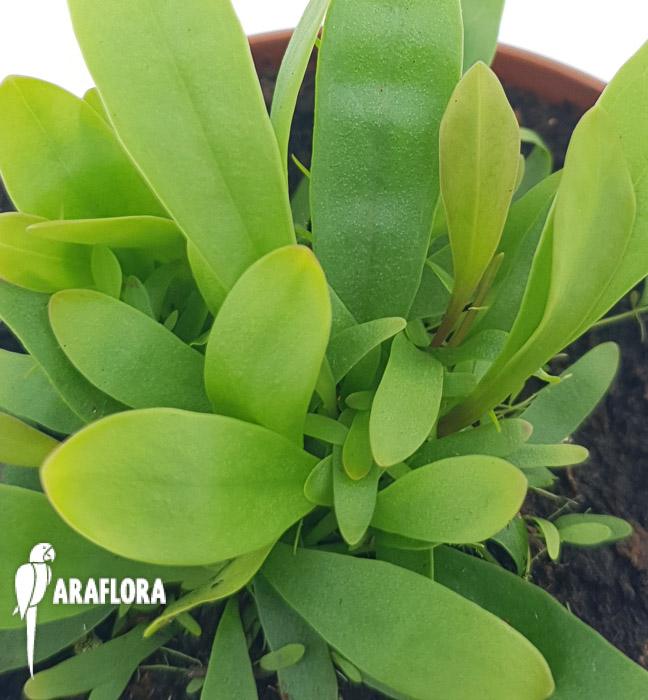 Utricularia longifolie &lsquo;Starter&rsquo;5