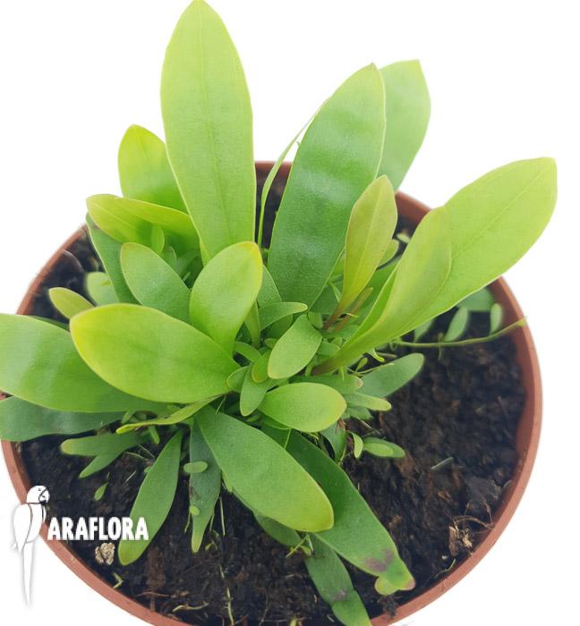 Utricularia longifolie &lsquo;Starter&rsquo;6