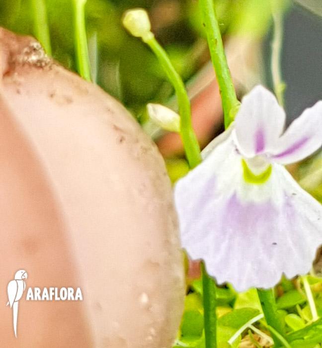 Utricularia sandersonii &lsquo;Starter&rsquo;
