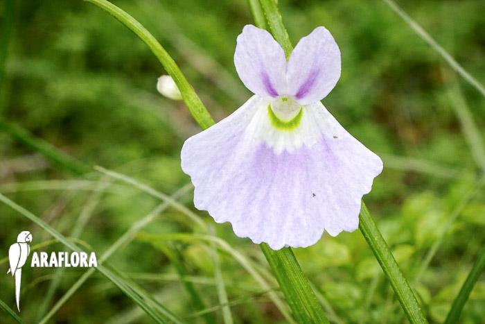 Utricularia sandersonii &lsquo;Starter&rsquo;