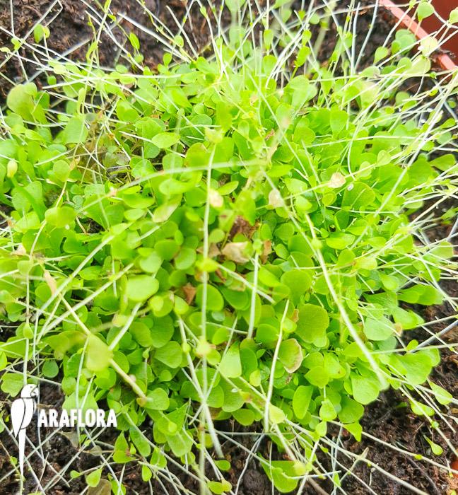 Utricularia sandersonii &lsquo;Starter&rsquo;